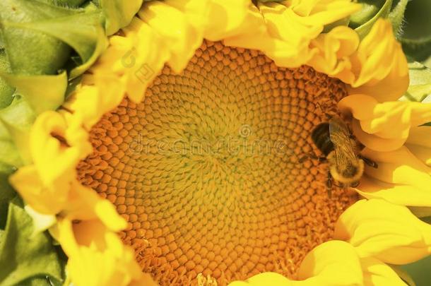 犯错误蜜蜂搜寻向指已提到的人磁盘关于一向日葵.