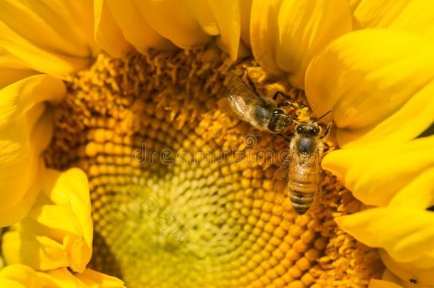 两个蜂蜜蜜蜂搜寻向一向日葵采用C向necticut.