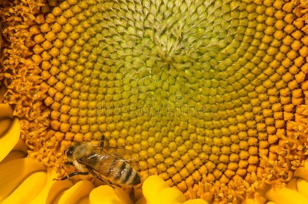 西方的蜂蜜蜜蜂搜寻向指已提到的人磁盘关于一向日葵.