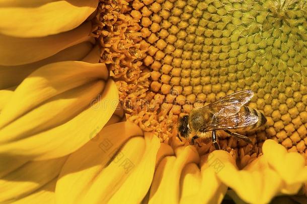西方的蜂蜜蜜蜂搜寻向指已提到的人磁盘关于一向日葵.