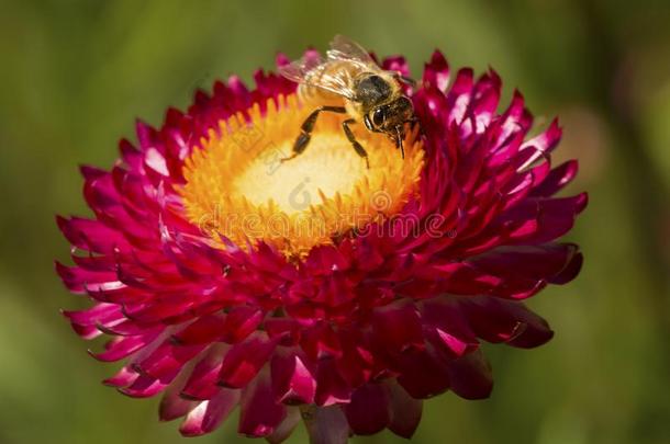 西方的蜂蜜蜜蜂搜寻向一永久的雏菊花.