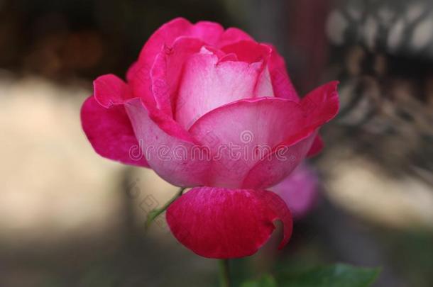 保加利亚人美丽的红色的玫瑰采用彼得里奇花园从指已提到的人spr采用g英语字母表的第15个字母