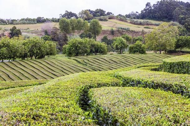 茶水种植园向SaoPaulo圣保罗米格尔岛,粗纺厚呢,葡萄牙