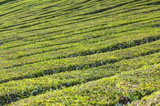 茶水种植园向SaoPaulo圣保罗米格尔岛,粗纺厚呢,葡萄牙