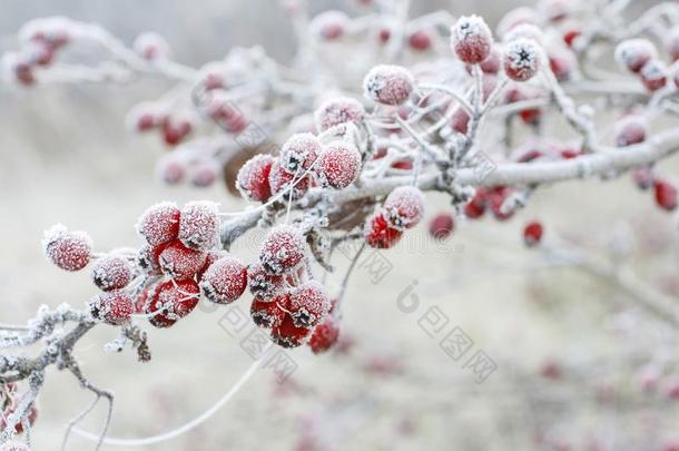 被霜覆盖的山楂浆果