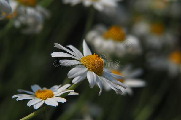 <strong>洋甘菊</strong>属<strong>洋甘菊</strong>synchronizing同步.<strong>洋甘菊</strong>属雷库蒂塔-<strong>甘菊</strong>.