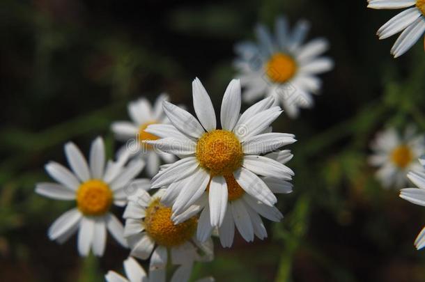 <strong>洋甘菊</strong>属<strong>洋甘菊</strong>synchronizing同步.<strong>洋甘菊</strong>属雷库蒂塔-<strong>甘菊</strong>.