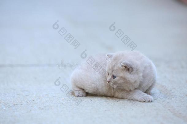 不列颠的短毛猫丁香花属小猫静坐向沥青