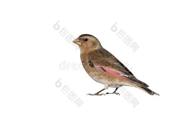 深红色-有翼的雀科小鸟,罗多佩奇斯桑吉尼娅