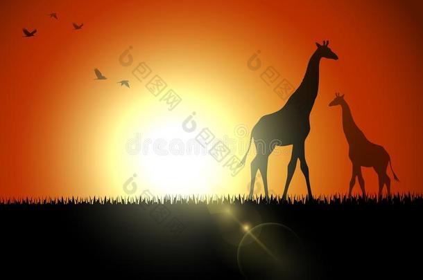 长颈鹿轮廓采用日落在萨凡纳