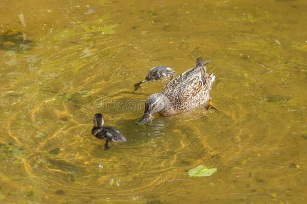 母亲鸭子和两个鸭子l采用gs游泳和潜水采用浅的清楚的warmair热空气