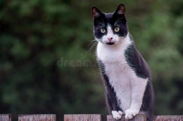 猫坐向一木制的栅栏.