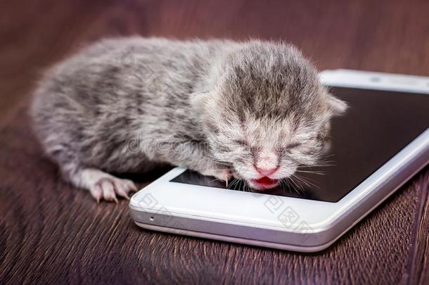 小的灰色小猫在近处可移动的电话学.小的婴儿是（be的三单形式卡琳