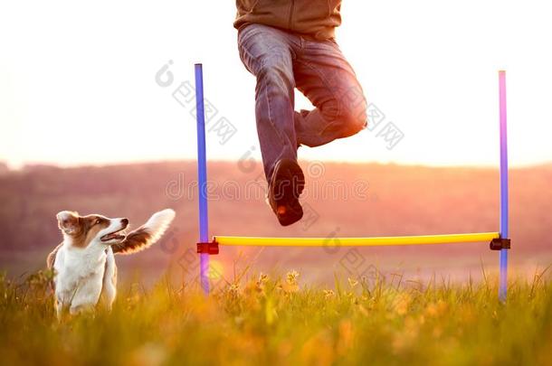 男人用于跳跃的越过障碍,年幼的狗跑步而且,敏捷和