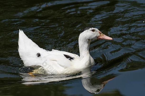 肖像关于安科纳鸭子游泳采用它的自然的栖息地