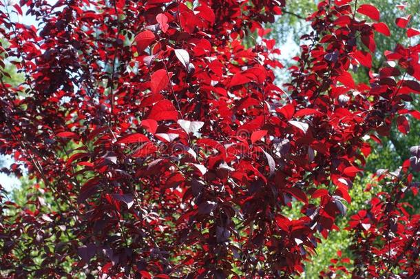 红色的叶子关于蔷薇科树帕萨迪