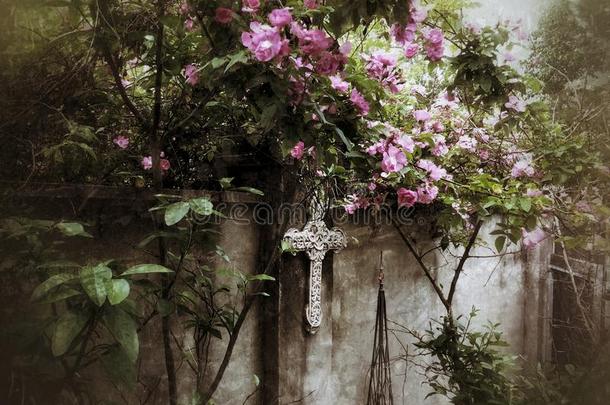 粉红色的攀登的玫瑰降低越过粉饰灰泥庭院墙.