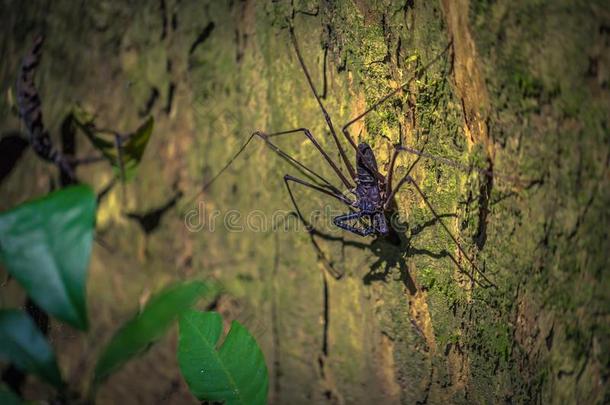 摩奴国家的公园,秘鲁-八月06,2017:<strong>蝎子</strong>蜘蛛采用