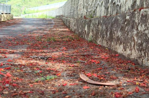 秋花跌倒了采用Kolab花园