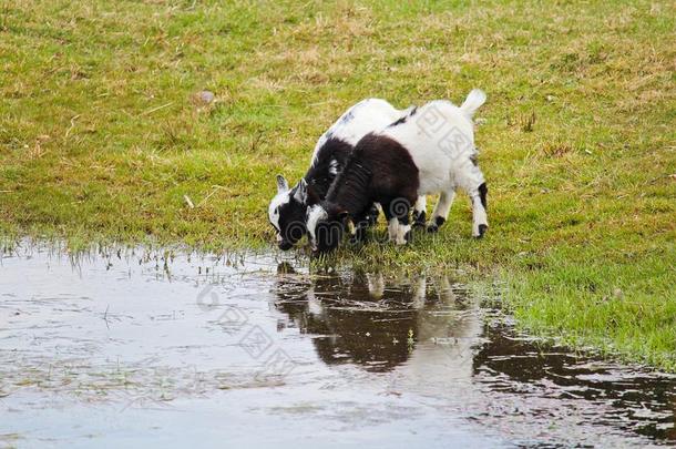 两个家庭的黑的和白色的山羊小孩喝水