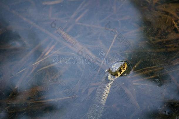 草蛇,游蛇属游蛇属隐藏的在下面水