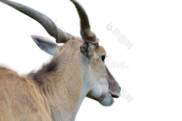 普通的非洲旋角大羚羊上端从背隔离的向白色的背ground