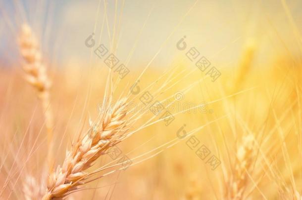小麦田自然的产品.小穗关于小麦采用阳光closure关闭