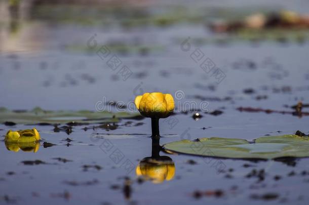 花关于黄色的水-百合花玫瑰在上面指已提到的人表面关于指已提到的人水