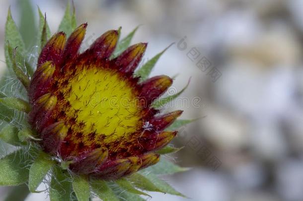 天人菊属植物花红色的花关于指已提到的人紫菀属植物家庭,用过的采用园艺