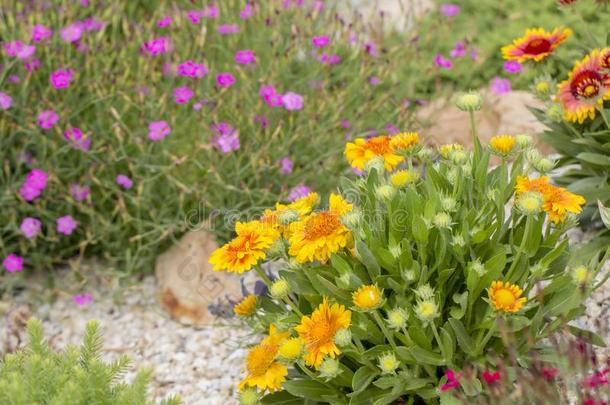 天人菊属植物花红色的花关于指已提到的人紫菀属植物家庭,用过的采用园艺