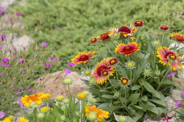 天人菊属植物花红色的花关于指已提到的人紫菀属植物家庭,用过的采用园艺