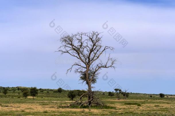 干的干燥的树采用南非产的大羚羊的一种国家的公园,喀拉哈里沙漠南方非洲