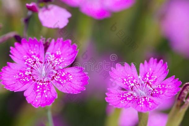 麝香石竹是美丽的花为你的花园关在上面