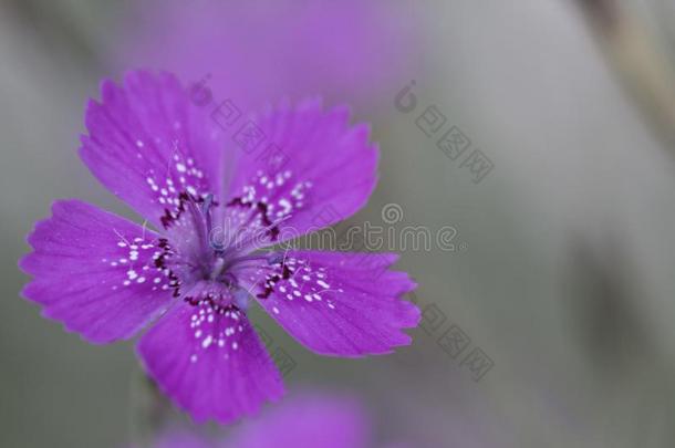 麝香石竹是美丽的花为你的花园关在上面