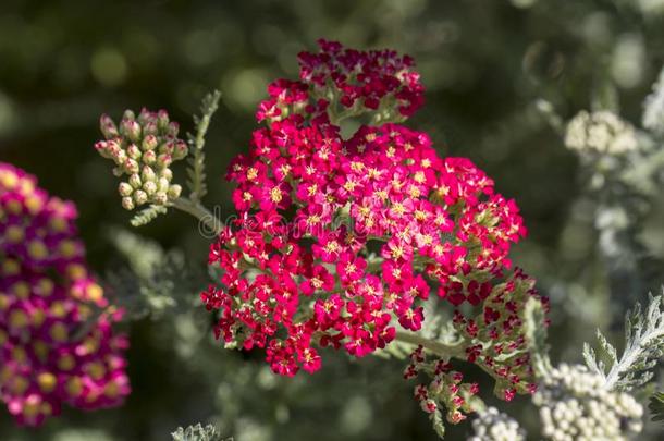 欧蓍草角斑岩红色的终年的植物用过的采用风景设计