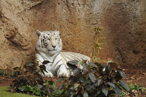 白色的孟加拉生丝老虎,隐蔽接收公园,特内里费岛.