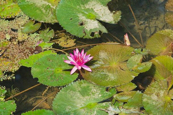 美丽的粉红色的莲花花粉红色的水百合花和叶子采用一池塘