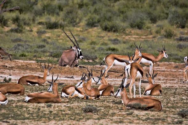放牧兽群跳羚,跳羚有袋动物,喀拉哈里沙漠,南方