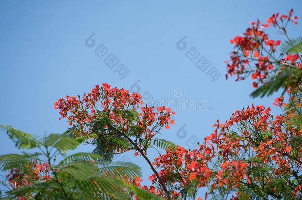 凤凰花采用花在夏