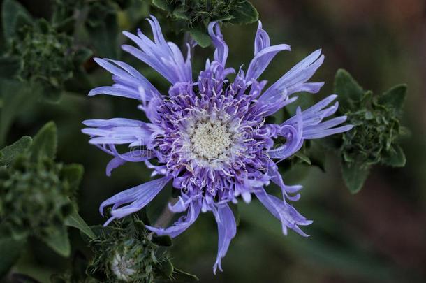 蓝色紫菀属植物<strong>花开</strong>向指已提到的人<strong>太阳</strong>.