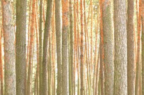 美丽的棕色的松树树采用松树森林