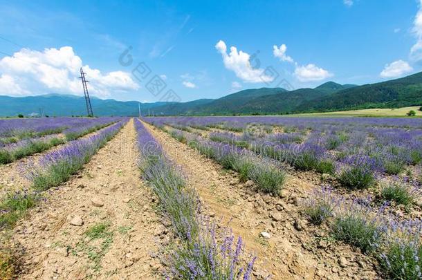 无限的薰衣草田采用南方的保加利亚