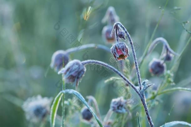 盛开的水水杨梅属植物,水杨梅属植物里维尔和早晨使结冰霜