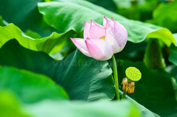 粉红色的莲花采用村民池塘关于河内越南,夏时间