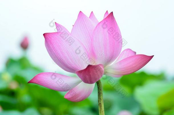 粉红色的莲花采用村民池塘关于河内越南,夏时间