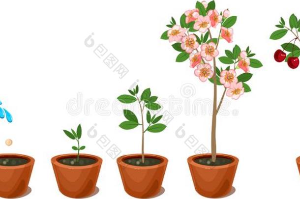 植物生长的从种子向樱桃树.