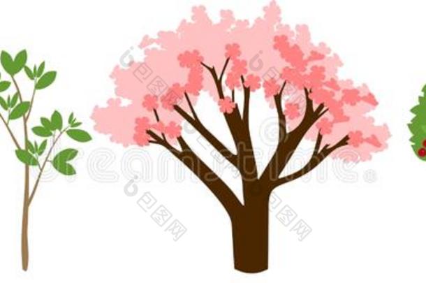 植物生长的从种子向樱桃树.