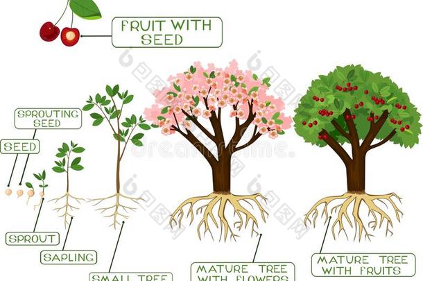 植物<strong>生长</strong>的从种子向<strong>樱桃</strong>树.