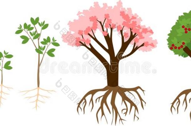 植物<strong>生长</strong>的从种子向<strong>樱桃</strong>树.