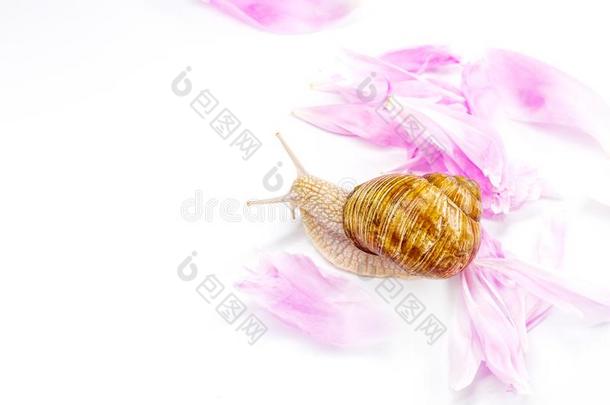 蜗牛和纤弱的粉红色的花瓣